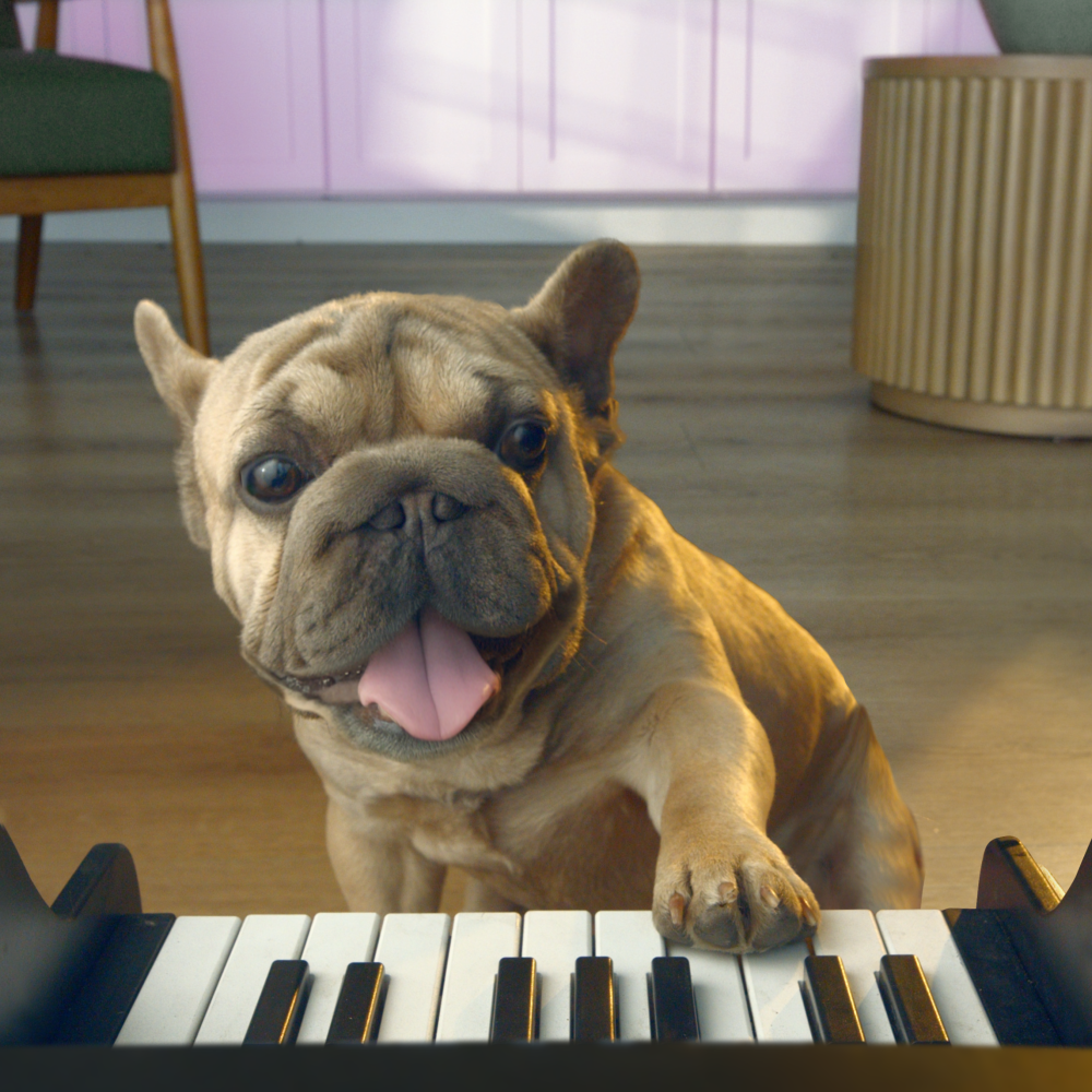 PET PIANO
