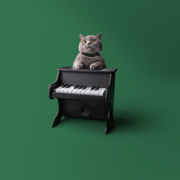 PET PIANO – Pet Piano
